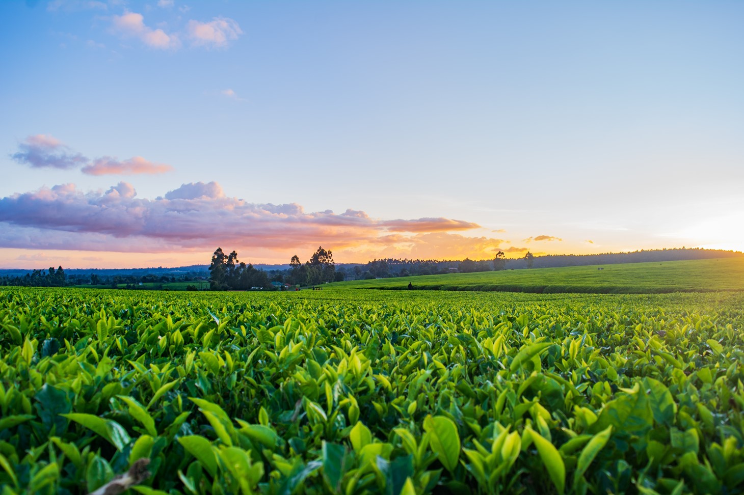 Automating to meet new technological challenges and become a driving force in the agricultural transition